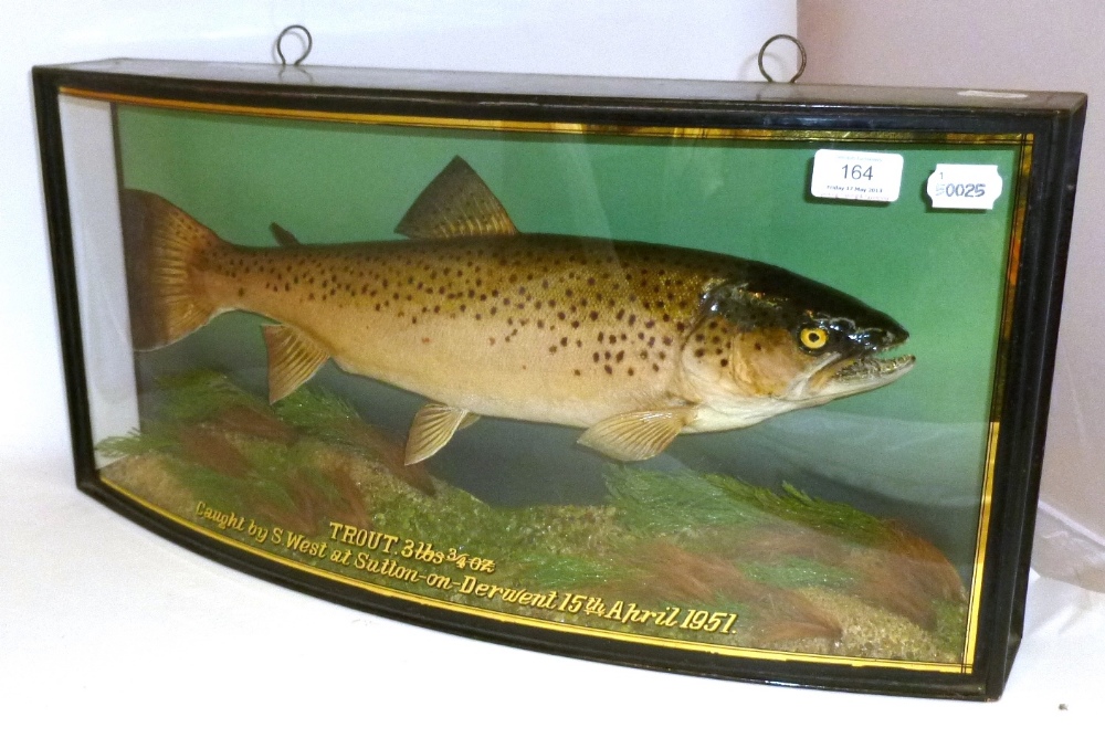 A Fine Cooper Brown Trout, preserved and mounted in a naturalistic setting, in an ebonised bow