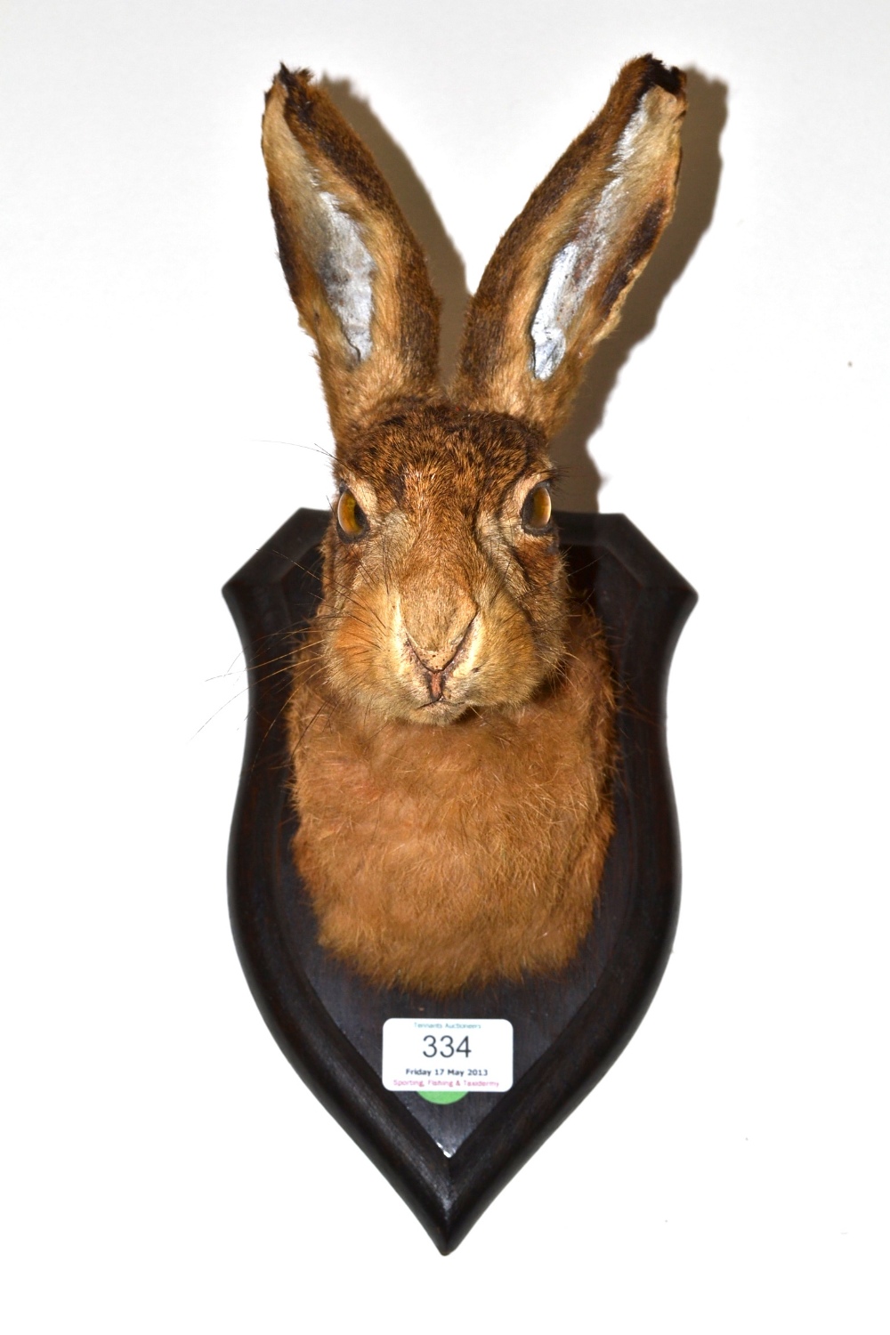 Brown Hare (Lepus europaeus), 1968, by Rowland Ward, head mount, on original oak shield numbered