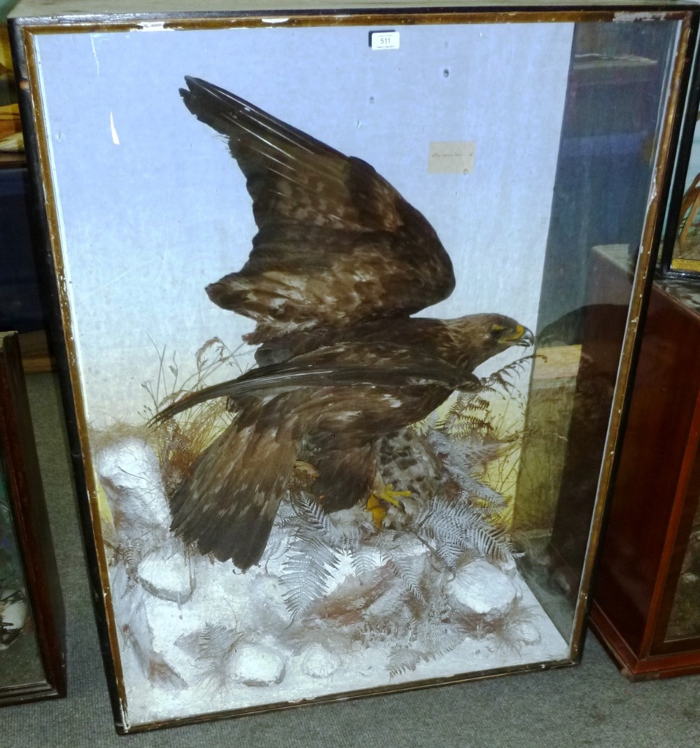 Golden Eagle (Aquila chrysaetos), 1888, by G White, Taxidermist, Salisbury 1892, full mount, perched