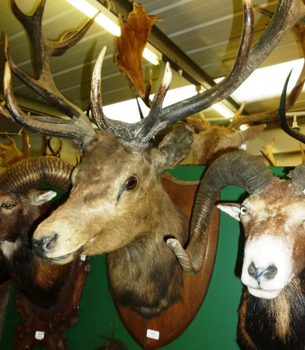 Red Deer (Cervus elaphus hippelaphus), circa 1900, head mount, 14 points, right antler 72cm, left