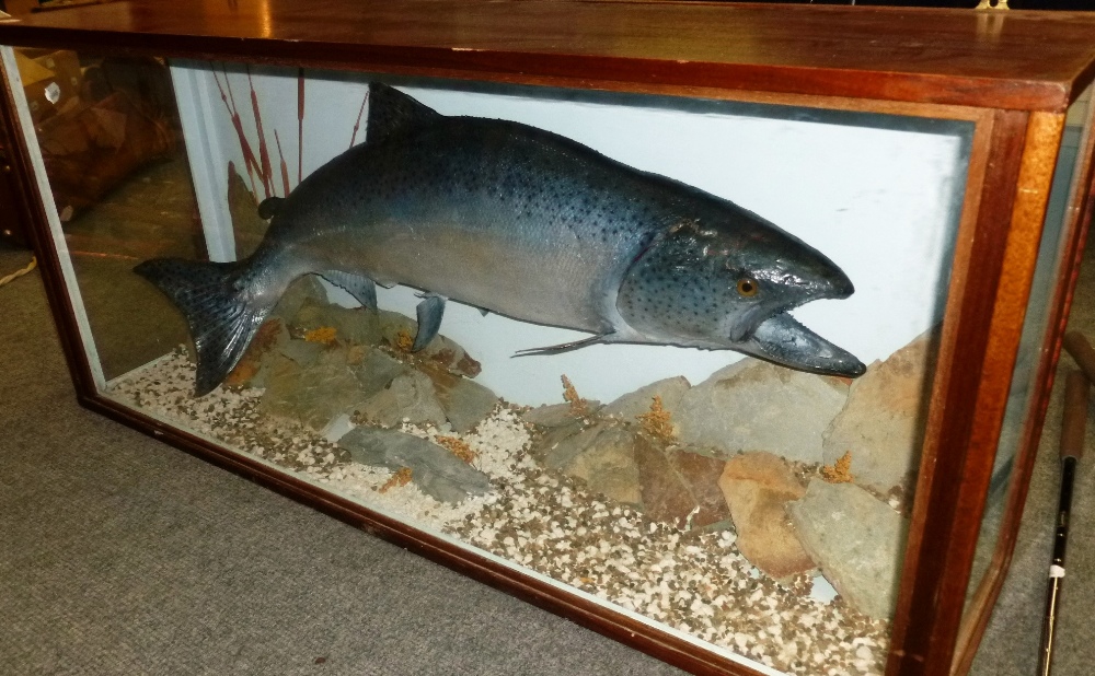 A Cased Salmon, preserved and mounted amidst rocks and pebbles, no labels, in a glazed case,