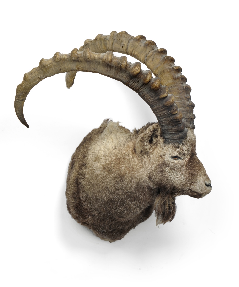 Spanish Ibex (Capra pyrenaica hispanica), circa 2000, shoulder mount, turning to the left, right