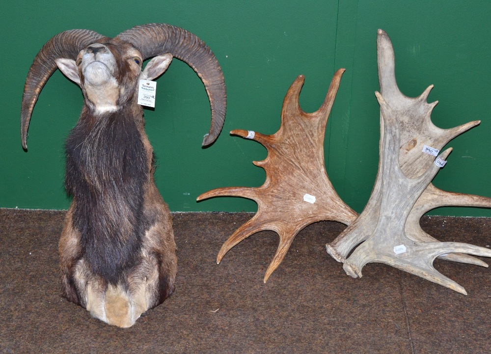 Mouflon (Ovis aries), circa 2000, shoulder mount, right horn 56.5cm, left horn 55.5cm; and Three
