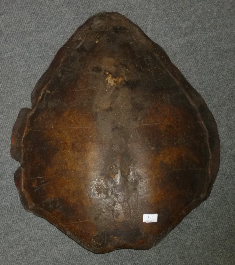 Green Turtle (Chelonia mydas), 18th/19th century, carapace, internally painted and with old cord for