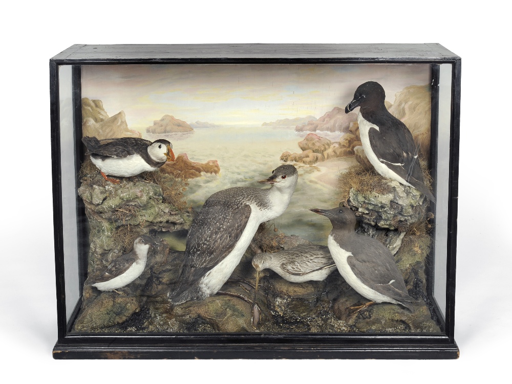 A Group of Six Taxidermy Sea Birds, by H Murray & Sons, Naturalists, Bank Buildings, Carnforth,