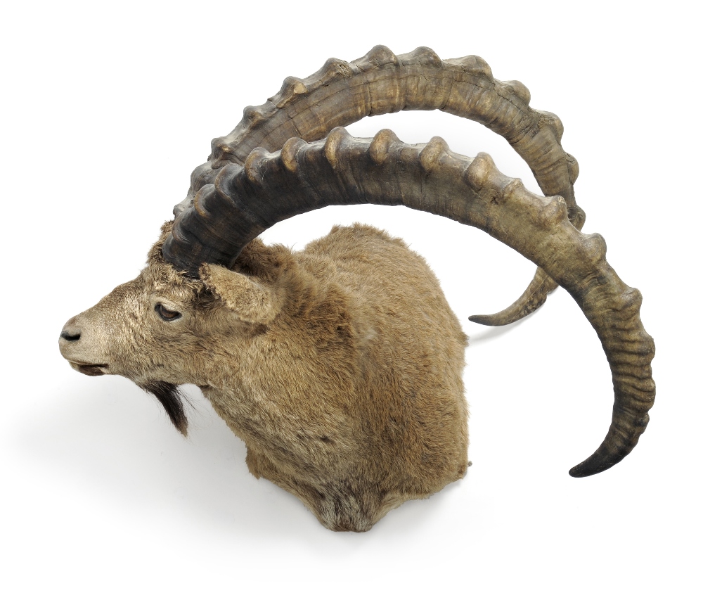 Spanish Ibex (Capra pyrenaica hispanica), circa 2000, shoulder mount. turning sharply to the