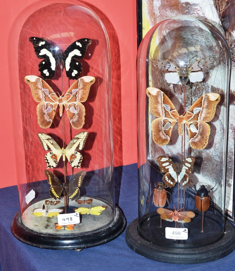 A Decorative Arrangement of Nine Foreign Butterflies, beneath a slender glass dome, on black plinth,