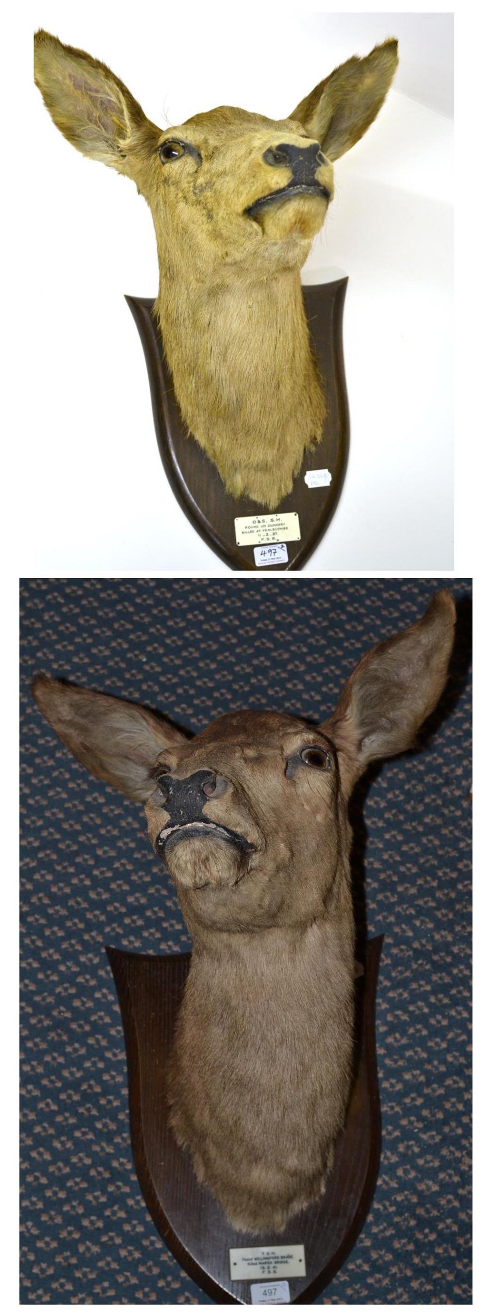 Red Deer (Cervus elaphus), TSH Found Willingford Brake, Killed Marsh Bridge 19.2.41 FSS, by Peter