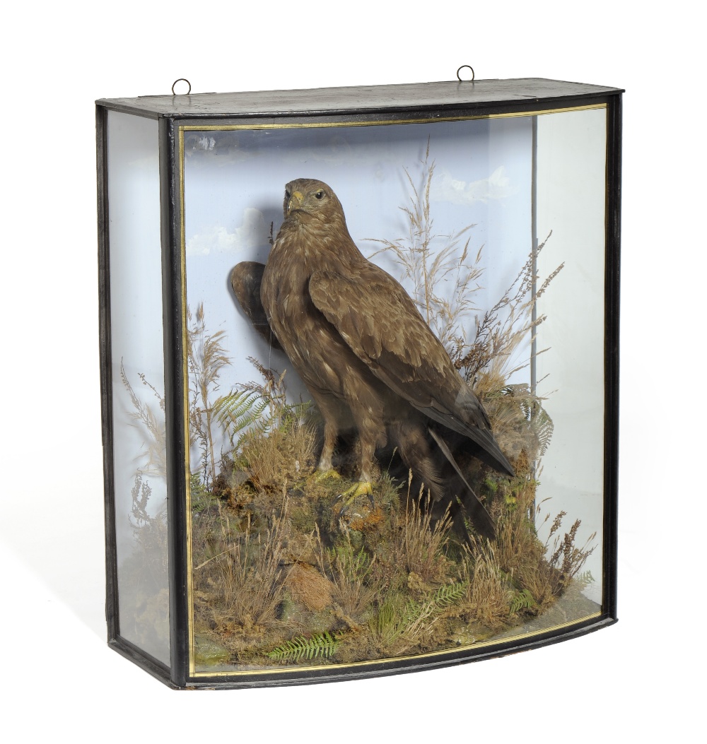 Steppe Eagle (Aquila nipalensis), attributed to John Cooper, circa 1890, full mount, perched with