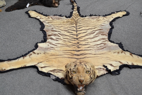 Bengal Tiger (Panthera tigris), circa 1920, rug with head mount, the snarling jaw agape, edged