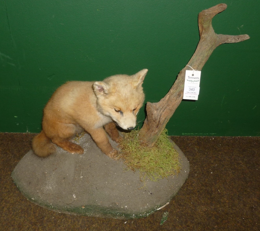 Fox (Vulpes vulpes), late 20th century, cub, full mount, seated with inquisitive look by a mossy