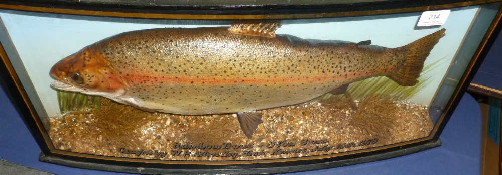 A Rainbow Trout, preserved and mounted in a naturalistic setting, with painted backdrop, inscribed