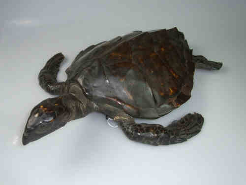 Taxidermy of a Turtle, pre 1900