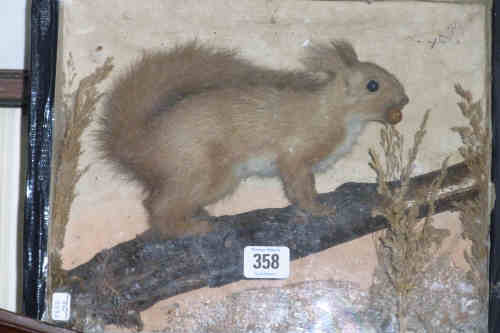 Taxidermy of a Red Squirrel in Glazed Case