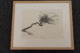 Alan Stones : Thorntree (I), charcoal, signed, dated 12.06.10, 37 cm x 37 cm, exhibition labels