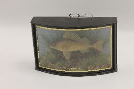 An Edwardian taxidermy Ruffe, in naturalistic display case, the curved glass with gilded