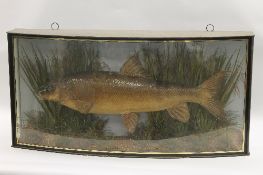 An Edwardian taxidermy Barbel, in naturalistic display case, the curved glass with indistinct gilded