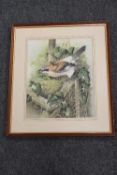 E.Aitken : A nesting Jay, watercolour, signed in pencil, 32 cm x 25 cm, framed. CONDITION REPORT: