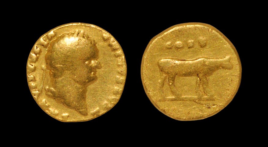 Roman Titus - Cow Standing Gold Aureus 76 AD, Rome mint. Obv: T CAESAR IMP VESPASIAN legend with