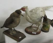 Taxidermy - A duck, a pheasant and a pigeon