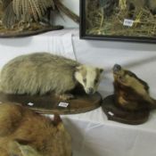 Taxidermy - a badger and badger head