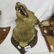 Taxidermy - A mounted fox head