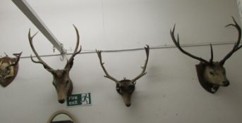 Taxidermy - 3 stag heads & 1 other