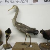 Taxidermy - A heron