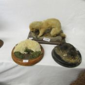 Taxidermy - a stoat and 2 moles