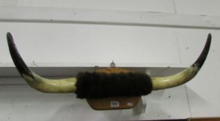 Taxidermy - a pair of highland cow horns