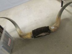 Taxidermy- Buffalo horns