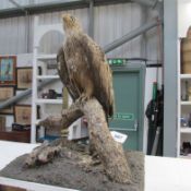 Taxidermy - a bird of prey on branch (distressed)