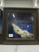 Taxidermy - a cased white dove