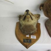 Taxidermy - A mounted fox head