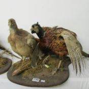 Taxidermy - a pair of pheasants