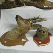 Taxidermy - a deer head and an otter head