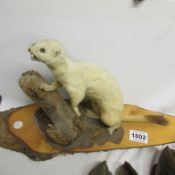 Taxidermy - a stoat