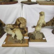 Taxidermy - A ferret and 2 stoats