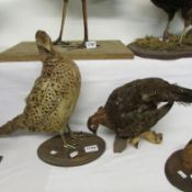 Taxidermy - a pair of pheasants