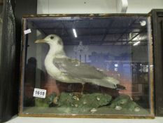 Taxidermy - a cased seagull