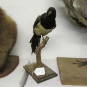 Taxidermy - A magpie