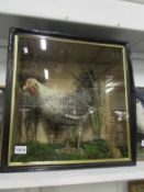 Taxidermy- A cased hen