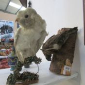 Taxidermy - An owl and one other bird (distressed)
