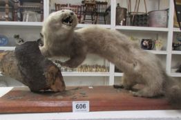 Taxidermy - a stoat