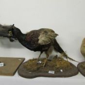 Taxidermy - a pheasant