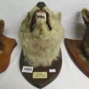 Taxidermy - A mounted fox head