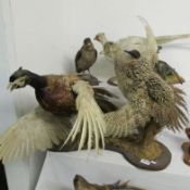 Taxidermy - a pair of pheasants