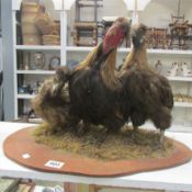 Taxidermy - A cockerel and 2 hens