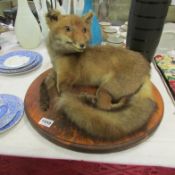 Taxidermy - a reclining fox