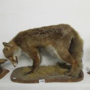 Taxidermy - a fox